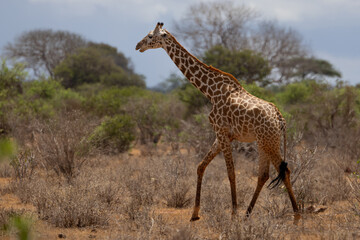Naklejka na ściany i meble Grace in Motion: Giraffe Galloping Across the Kenyan Tsavo East Savannah