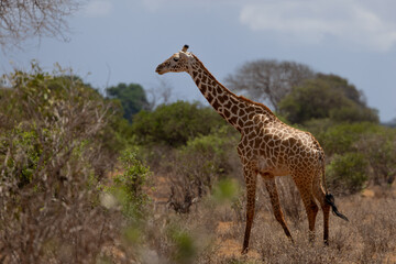 Grace in Motion: Giraffe Galloping Across the Kenyan Tsavo East Savannah