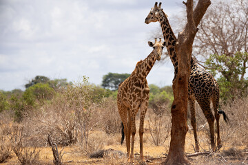 Graceful Giant: Giraffe Standing Tall on the Kenyan Tsavo East Savannah