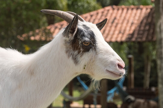 Portrait of a goat in the field on the farm.
