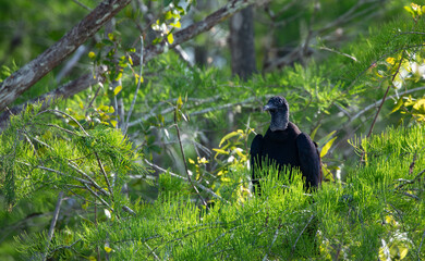 Black Vulture, nature's efficient scavenger, sunlit in Lee County, Florida, United States