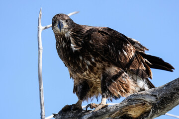 Juvenile Bald Eagle - Portrait