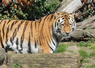 Siberian Tiger, Panthera tigris altaica