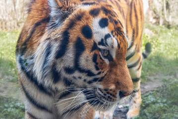 Siberian Tiger, Panthera tigris altaica. Portrait