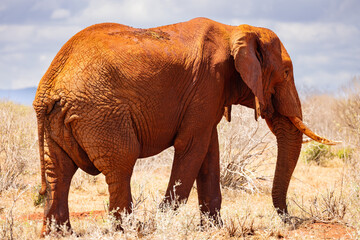 Fototapeta na wymiar Gentle Giant: African Elephant Roaming the Kenyan Tsavo East Savannah