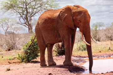 Fototapeta na wymiar Thirst Quenched: African Elephant Savoring a Drink on the Kenyan Tsavo East Savannah