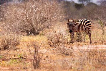 Obraz premium Striped Beauty: Zebra Standing Proud on the Kenyan Tsavo East Savannah