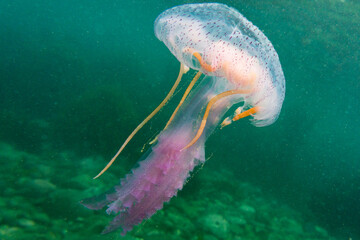 Mauve stinger jellyfish, Pelagia noctiluca
