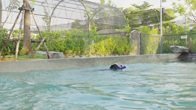 Playful black and white border collie fun play at swimming pool. Happy cute dog jump and dive to catch up toy into water. Summer activities, training sport exercise Family pet lifestyle. slow motion.