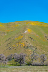 Views of Antelope Valley California Poppy Reserve while hiking in the State Park. Vibrant oranges and yellows from the wildflowers with walking paths. Pictures taken in the spring of 2023
