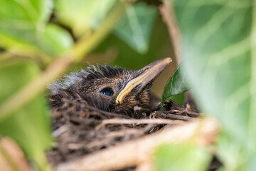 A young blackbird in a nest among ivy leaves.