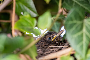 A young blackbird in a nest among ivy leaves.