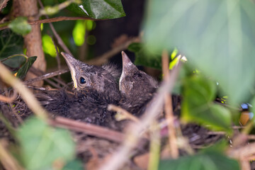 A young blackbird in a nest among ivy leaves.