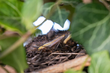 A young blackbird in a nest among ivy leaves.
