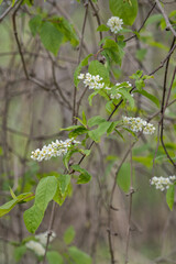 Common sedge white flower on a tree.