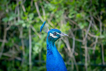 portrait of a peacock