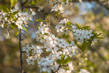 Cherry blossom on sunny spring day
