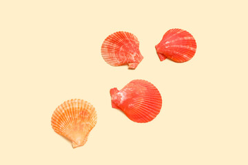 Composition with seashells on color background