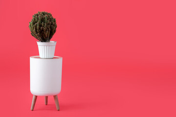 Stool with cacti in pot on red background