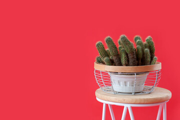 Stool with cacti in pot on red background