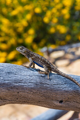 Lizard sunbathing on a dead tree branch with vibrant yellow wildflowers in the background. Picture taken in the spring of 2023 on a hike in Malibu, California