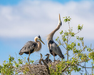 two great blue herons with nesting chicks 