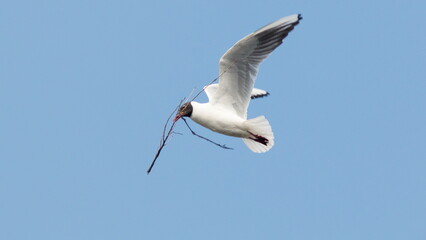 Fototapeta premium seagull flying in the sky