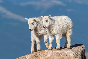 two young mountain goat kids on a rock ledge 