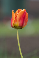 Red-orange tulip flower in detail.