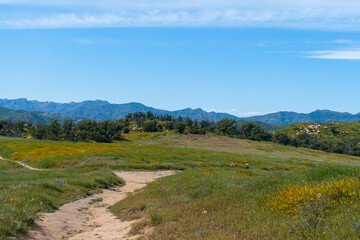 Springtime views while hiking in Malibu, California. Lush greenery and vibrant wildflowers and views of the Pacific Coast.