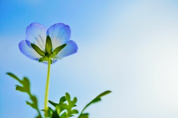 Fototapeta na wymiar 空を背景に花びらが透ける淡い青色のネモフィラの花