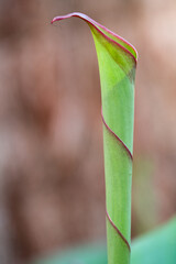 Canna indica, commonly known as Indian shot, African arrowroot, edible canna, purple arrowroot, Sierra Leone arrowroot