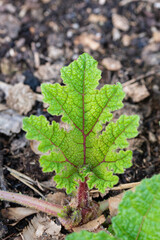 Gunnera manicata, known as Brazilian giant-rhubarb or giant rhubarb