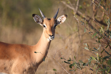 Schwarzfersenantilope / Impala / Aepyceros melampus.