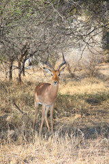 Schwarzfersenantilope / Impala / Aepyceros melampus