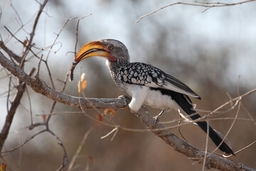 Gelbschnabeltoko / Southern yellow-billed hornbill / Tockus leucomelas..