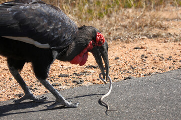 Kaffernhornrabe frisst Schlange / Southern ground hornbill killing a snake / Bucorvus leadbeateri