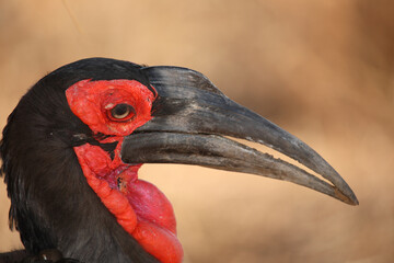 Kaffernhornrabe / Southern ground hornbill / Bucorvus leadbeateri