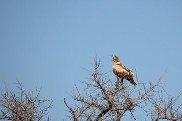 Raubadler / Tawny Eagle / Aquila rapax