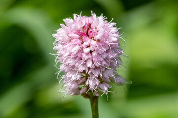 Close up of a bistort (bistorta officinalis) flower in bloom