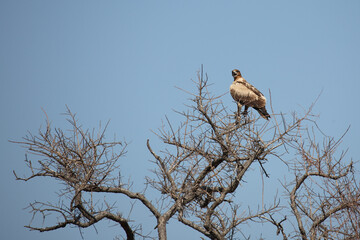 Raubadler / Tawny Eagle / Aquila rapax
