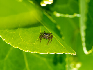 Naklejka premium Araña saltarina