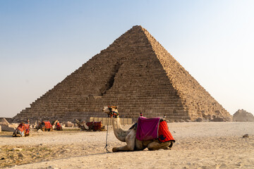 Wielbłąd na tle piramidy. 
Camel on the background of the pyramid.