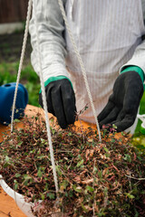 Naklejka premium cropped view on a woman taking off the dry leaves from a plant in the pot
