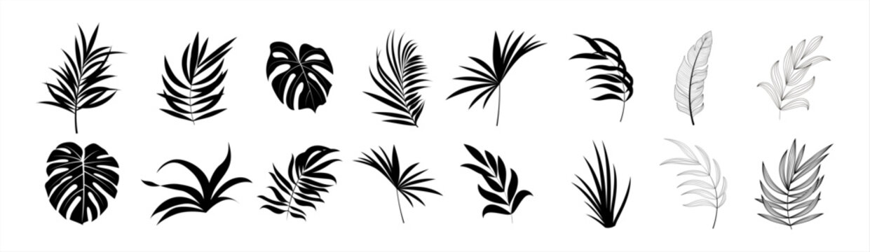 Tropical leaves vector. Set of palm leaves silhouettes isolated on white background. Vector illustration.