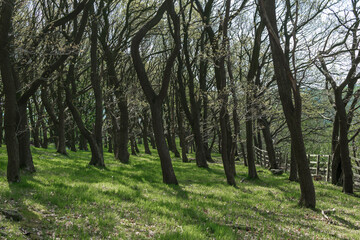 trees in the forest