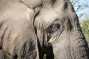 Fototapeta premium Afrikanischer Elefant / African elephant / Loxodonta africana