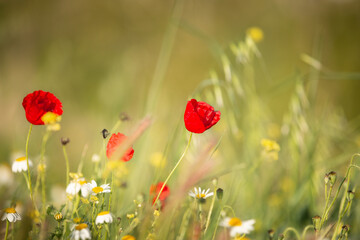 Wild poppy flower on the green field in rural Greece at sunset