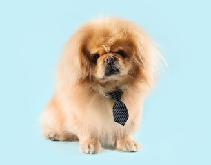 Cute dog with necktie on blue background