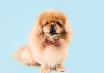 Cute dog with bow tie on blue background